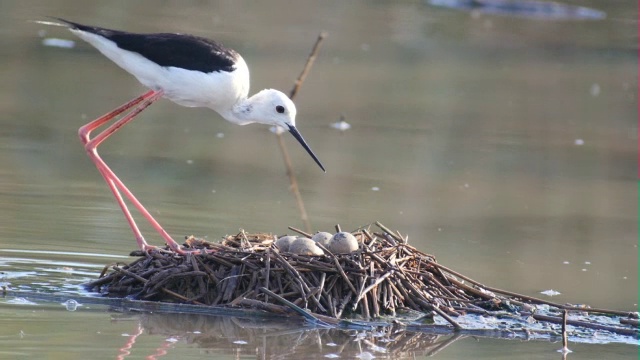 黑翼高跷(Himantopus Himantopus)筑巢视频素材