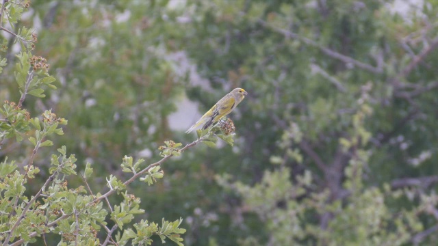 叙利亚赛林(Serinus syriacus)，在一棵树上唱歌视频素材