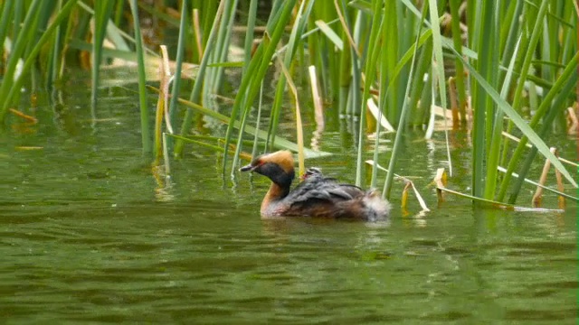 苏格兰，斯拉沃尼亚(角)鸊鷉(Podiceps auritus)成虫在水里喂它的幼鸟视频素材