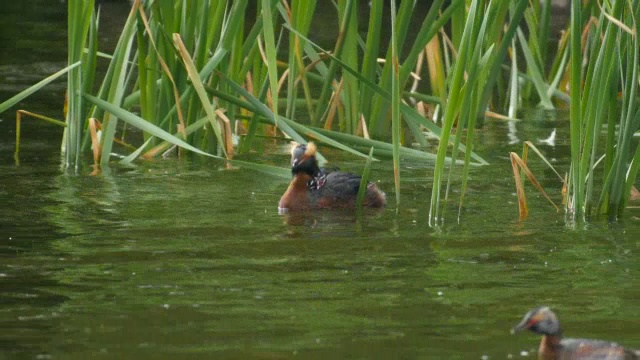 苏格兰，斯拉沃尼亚(角)鸊鷉(Podiceps auritus)成虫在水里喂它的幼鸟视频素材