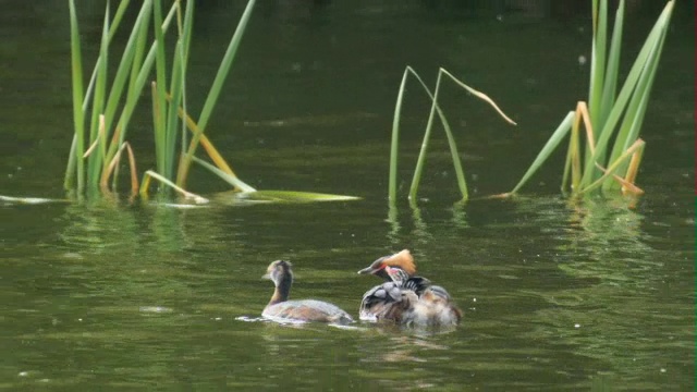 苏格兰，斯拉沃尼亚(角)鸊鷉(Podiceps auritus)成虫在水里喂它的幼鸟视频素材