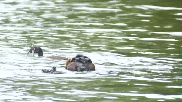 苏格兰，斯拉沃尼亚(角)鸊鷉(Podiceps auritus)成虫在水里喂它的幼鸟视频素材