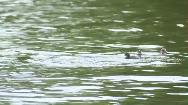 苏格兰，斯拉沃尼亚(角)鸊鷉(Podiceps auritus)成虫在水里喂它的幼鸟视频素材