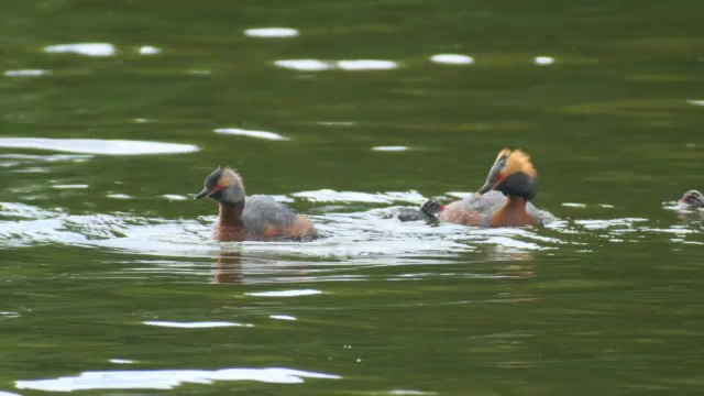 苏格兰，斯拉沃尼亚(角)鸊鷉(Podiceps auritus)成虫在水里喂它的幼鸟视频素材