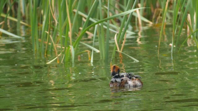 苏格兰，斯拉沃尼亚(角)鸊鷉(Podiceps auritus)成虫在水里喂它的幼鸟视频素材