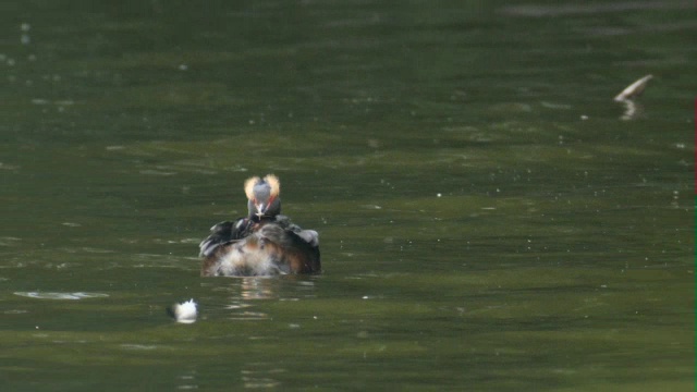 苏格兰，斯拉沃尼亚(角)鸊鷉(Podiceps auritus)成虫在水里喂它的幼鸟视频素材