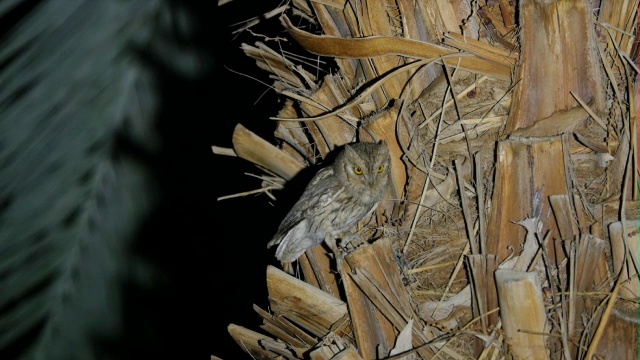 白勺猫头鹰(Otus brucei)，成年夜在一棵枣树上。有史以来第一个繁殖行为的视频记录视频素材