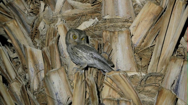 白勺猫头鹰(Otus brucei)，成年夜在一棵枣树上。有史以来第一个繁殖行为的视频记录视频素材