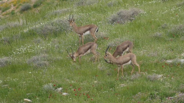 山地瞪羚(Gazella Gazella)岩石山坡/耶路撒冷，犹太，以色列视频素材