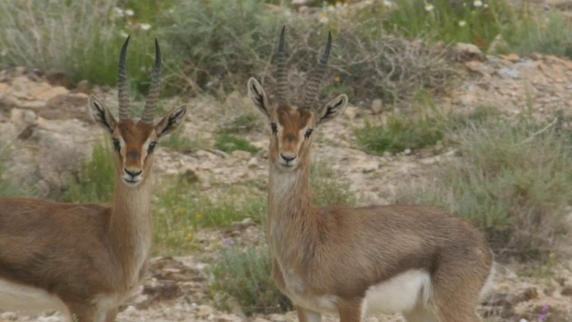 山地瞪羚(Gazella Gazella)岩石山坡/耶路撒冷，犹太，以色列视频素材