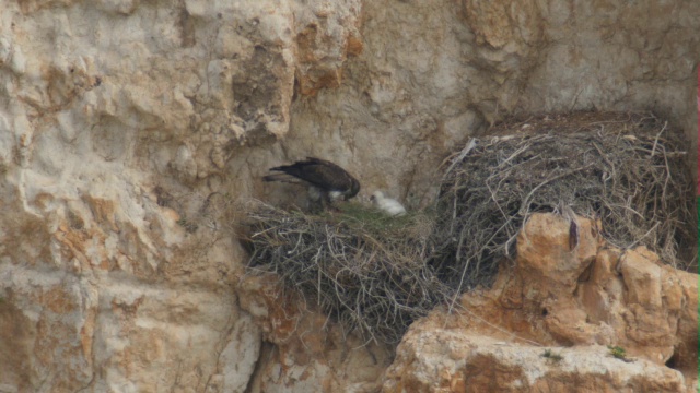 博内利鹰(Aquila fasciata):成年鹰在巢中喂养幼鹰视频素材