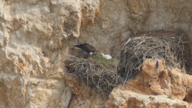 博内利鹰(Aquila fasciata):成年鹰在巢中喂养幼鹰视频素材