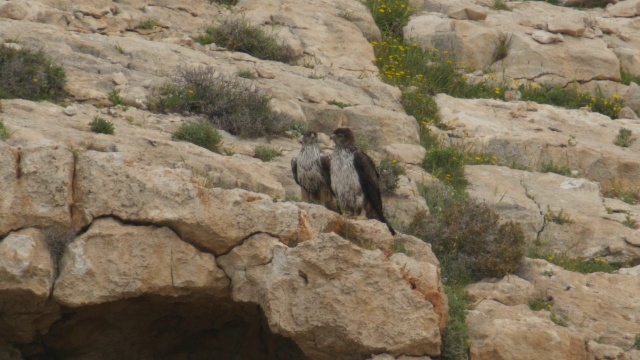 博内利鹰(Aquila fasciata) -成年站立和飞行视频素材