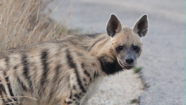 在清晨的阳光下，看着相机的条纹鬣狗(Hyaena Hyaena)在崎岖的地形上行走视频素材