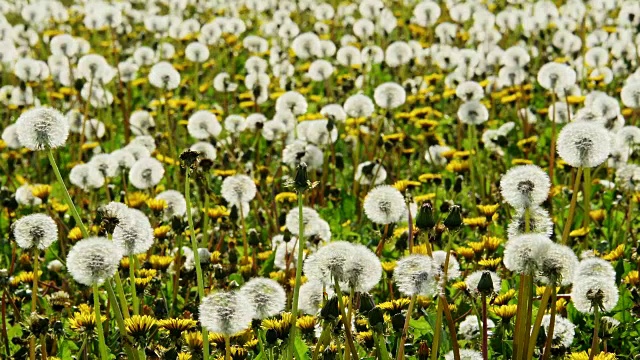 春天的蒲公英草地，德国巴伐利亚视频素材