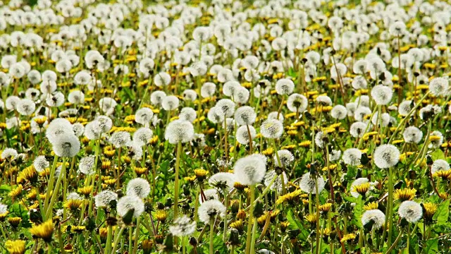 春天的蒲公英草地，德国巴伐利亚视频素材