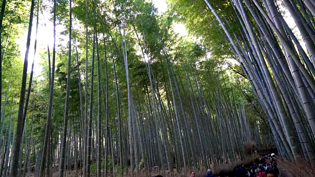 日本岚山的竹林里挤满了人视频素材