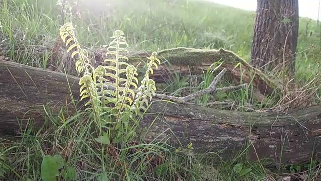 日落树林中树干上的蕨类植物视频素材