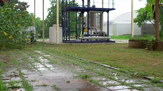 慢镜头:绿叶上的雨视频素材