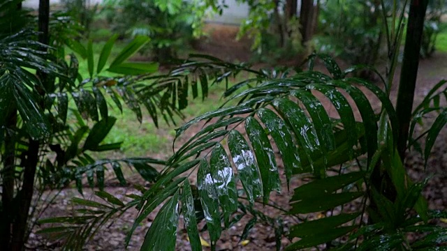 慢镜头:绿叶上的雨视频素材