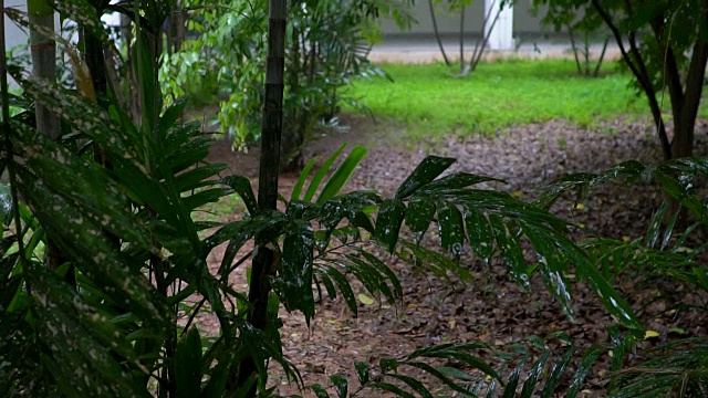 慢镜头:绿叶上的雨视频素材