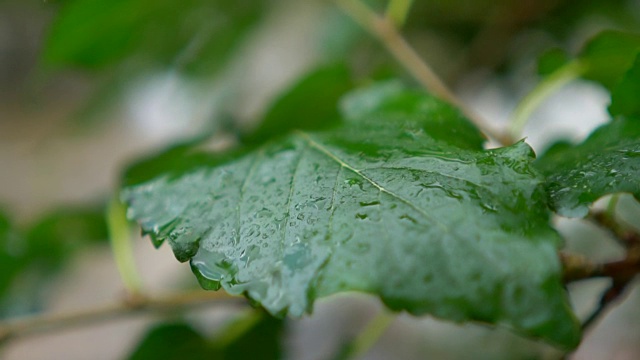 HD超级慢动作:雨滴落在绿叶上视频素材