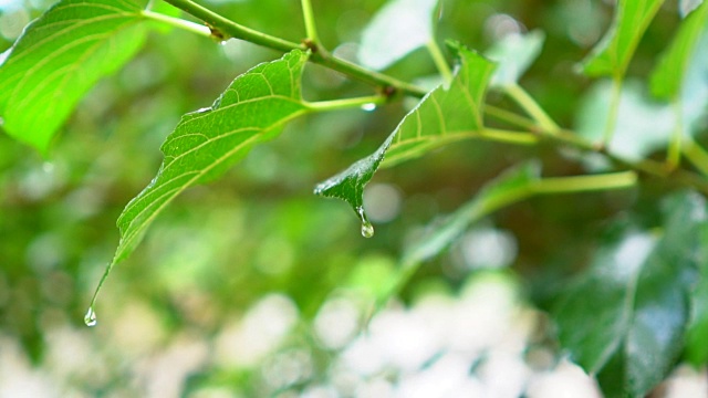 HD超级慢动作:雨滴落在绿叶上视频素材