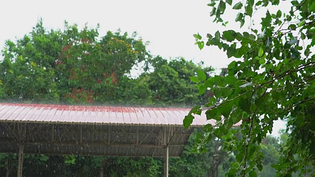 慢镜头:绿叶上的雨视频素材