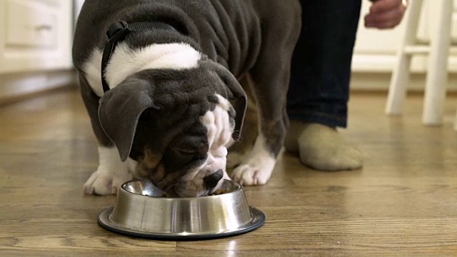 一名男子正在给一只小狗喂食狗粮视频素材