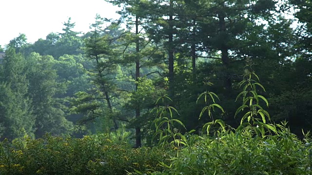 蜜蜂在植被区飞行的景观视频素材