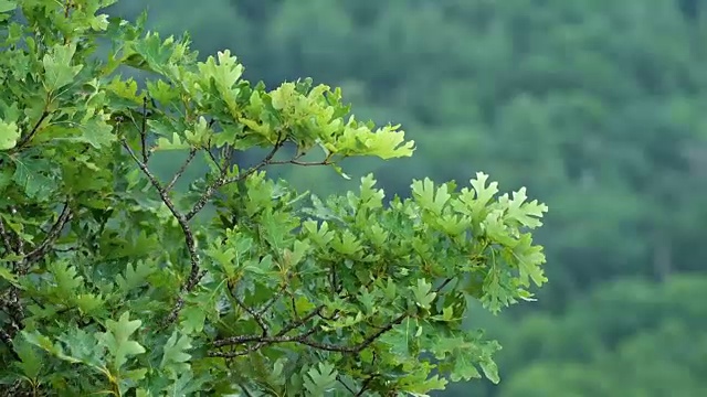 高山上的树在风里吹，静视频素材