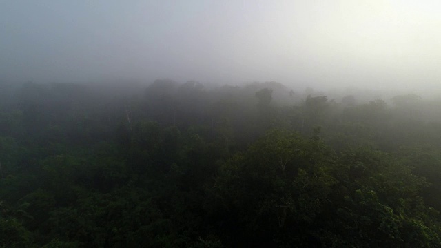 超级雾蒙蒙的亚马逊雨林鸟瞰图视频素材