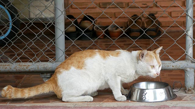 白色的黄猫在吃食物视频素材