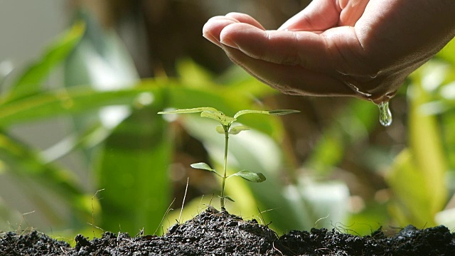 人手浇植物幼苗慢动作拍摄视频素材