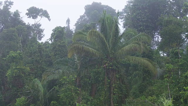 茂密的热带雨林中的晨雾视频素材