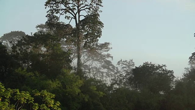 盘山林冠郁郁葱葱，绿意朦胧视频素材