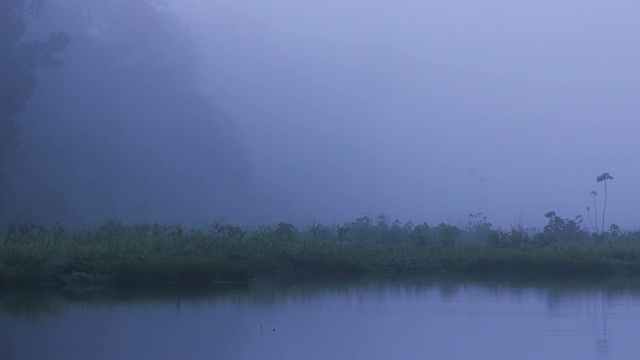 多雾的雨林湖泊和长满草的海岸线视频素材