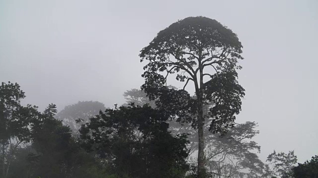 浓密的热带雨林中的晨雾视频素材