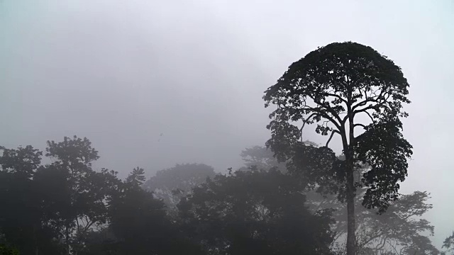 清晨的雾，浓密的热带雨林树冠视频素材