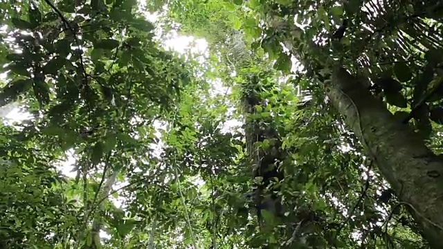 阳光穿过雨林的树冠视频素材