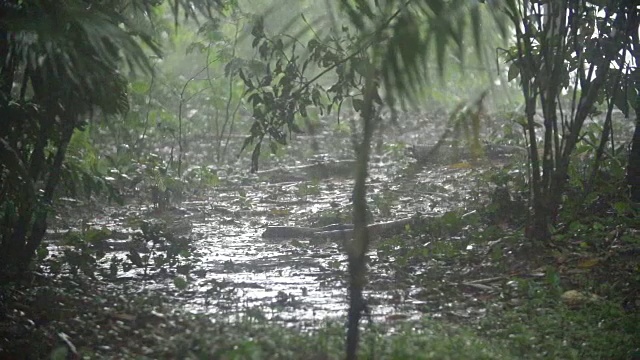 大雨时雨林地面积水视频素材