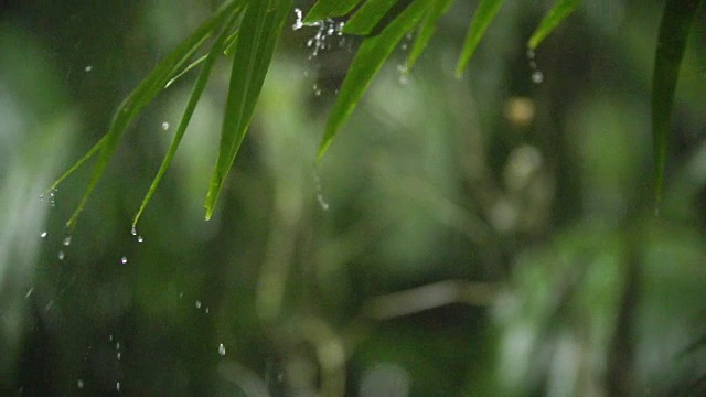 热带降雨。浅聚焦叶子。高速慢锅。视频素材