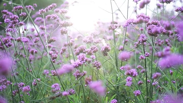 美丽的自然景观场与阳光下的紫色花朵，抽象模糊的背景。视频素材