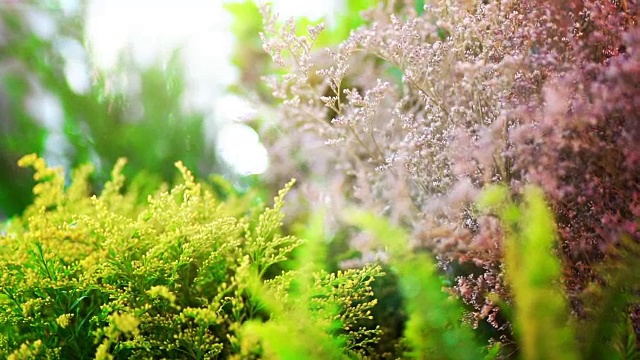 花园中美丽的自然景色，抽象模糊的背景。视频素材