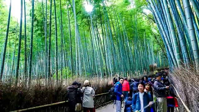 荒山竹林里挤满了人视频素材