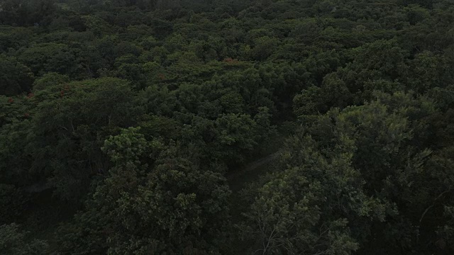 空中森林视频素材