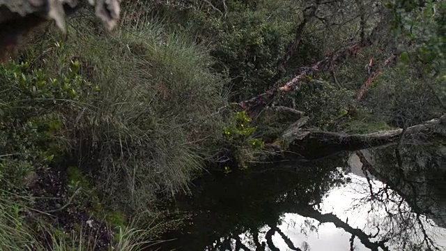 长盘从热带雨林树木到植被池塘视频素材