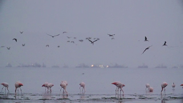 黎明时分，一群海鸟飞过海岸上的火烈鸟视频素材