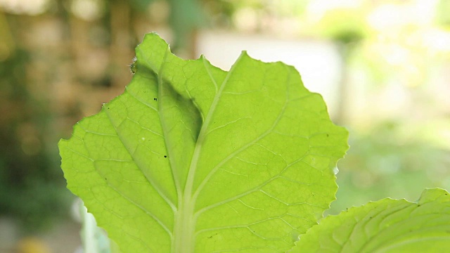 虫子吃树叶视频素材