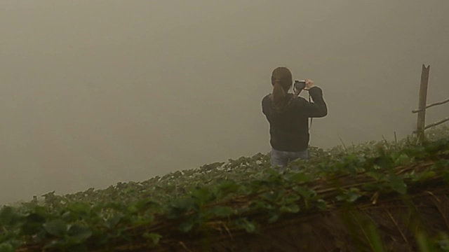 早上在美丽的草莓农场在Doi Ang Khang山。泰国清迈视频素材